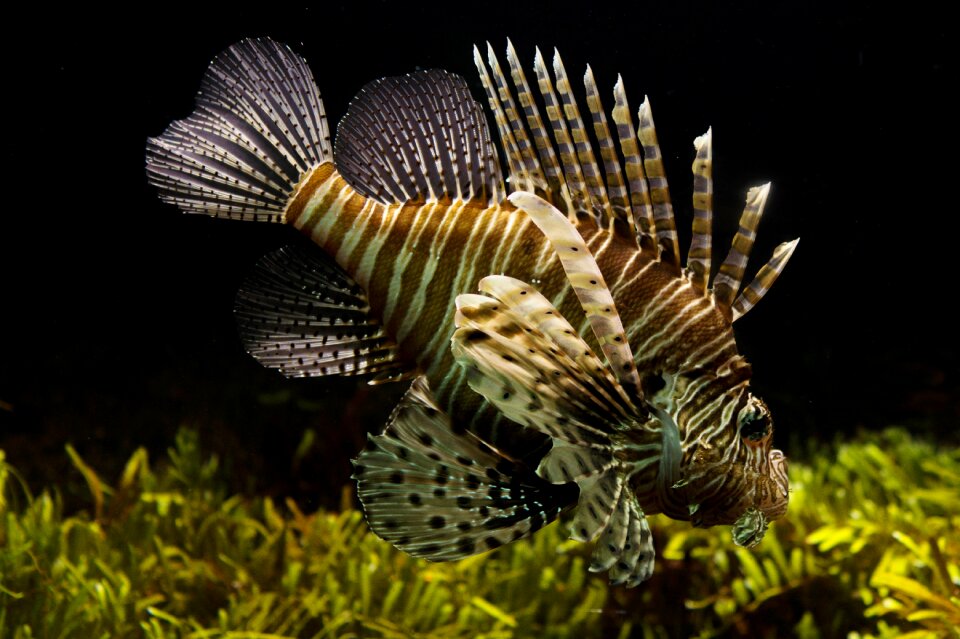 Lionfish photo