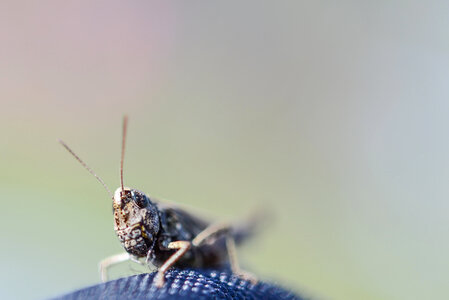 Grasshopper in macro photo