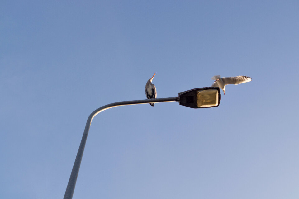 Heron on a lamppost