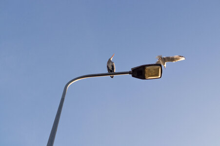 Heron on a lamppost photo