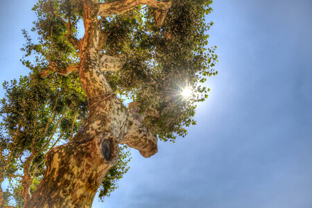Sun and a tree photo