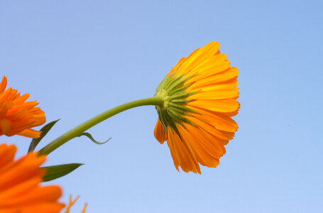 Marigold flower photo