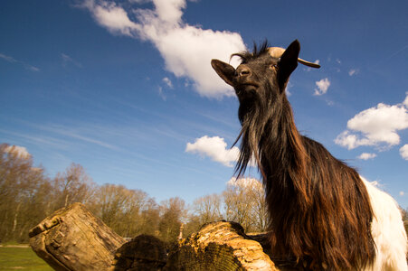 Goat on the watch photo