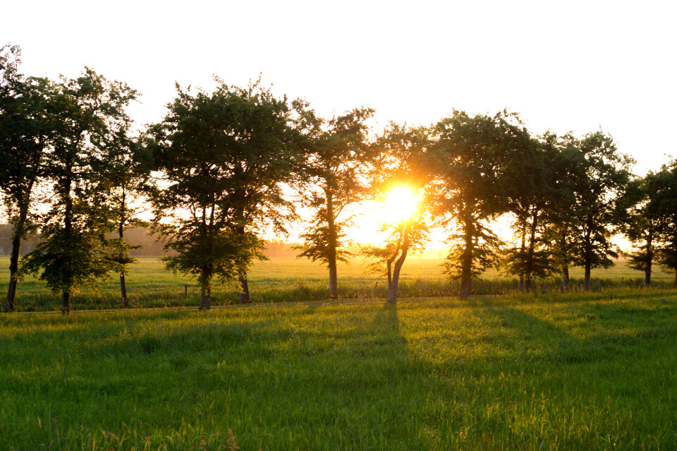 Sunset through the trees photo