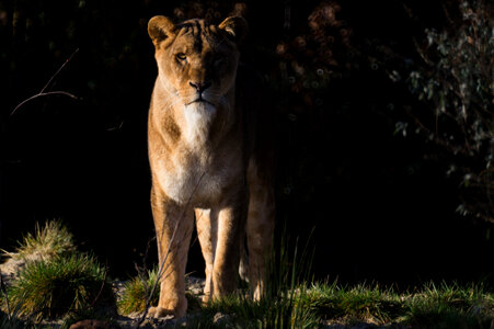 Lion on the watch photo