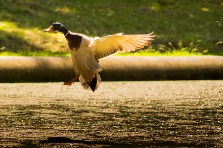 Landing duck photo