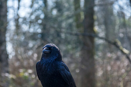 Beautiful crow