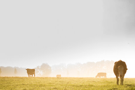 Cows in the mist photo