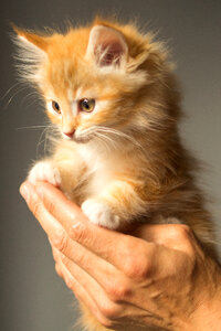 Cute kitten photo
