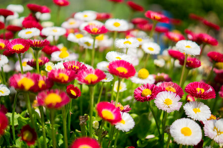 Colorful daisies photo