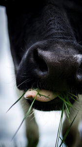 Close up cow photo