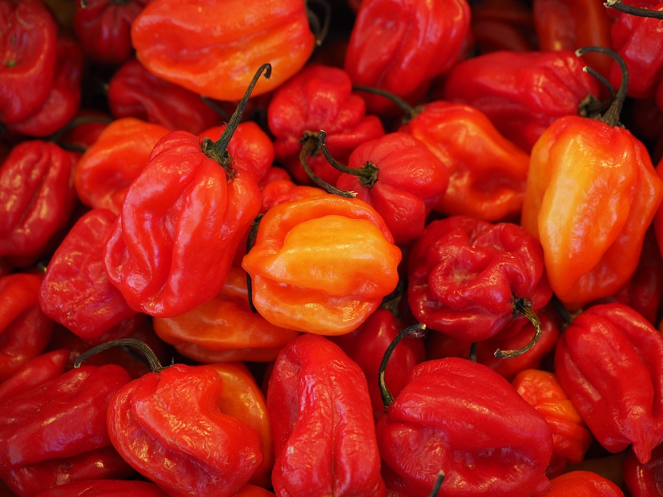 Capsicum peppers nachtschattengewächs solanaceae
