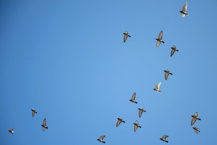 Birds flying high photo