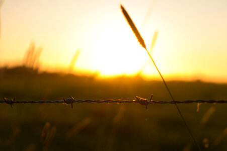 Sunny barbed wire photo