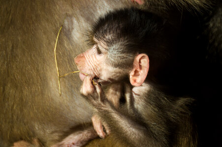 Baby baboon photo