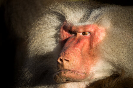 Angry baboon photo