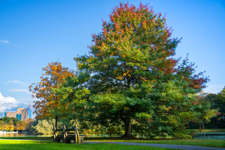 Autumn tree in the park photo