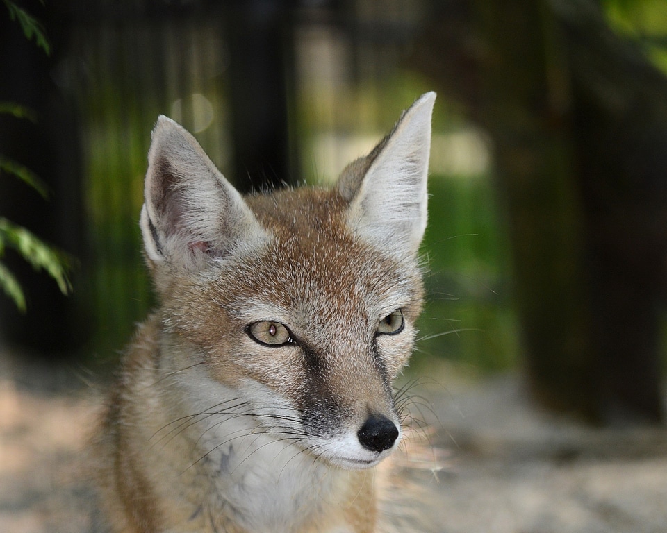 Wildlife furry face