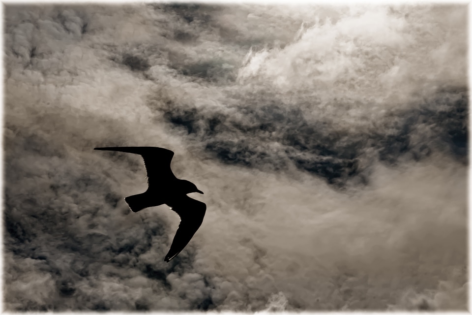 Water water bird animal