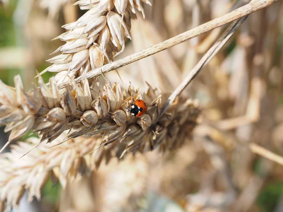 Coccinella septempunctata coccinella animal