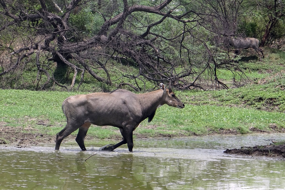 Nilgau blue bull animal
