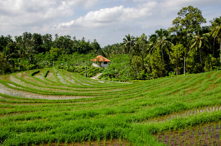 Rice field in Indonesia photo