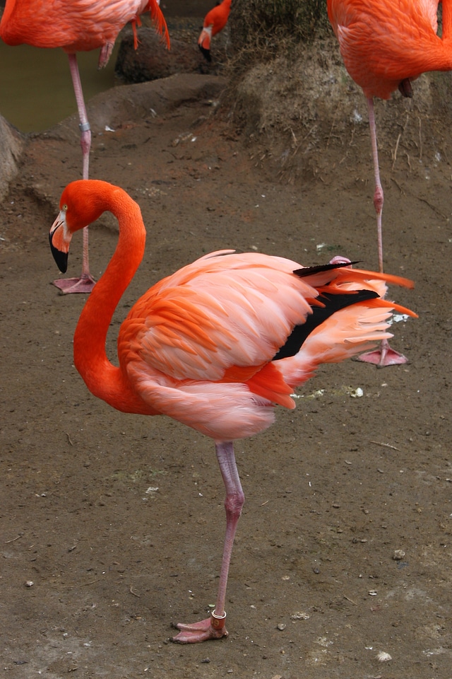 Wings feather wildlife