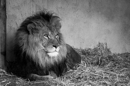 King Leo photo