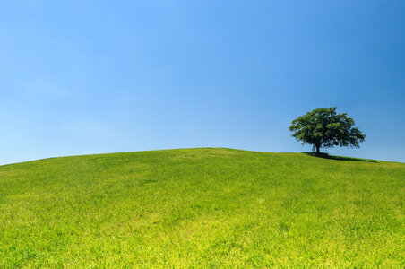 Lonely tree on a green hill photo