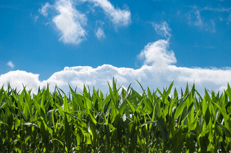 Corn field photo