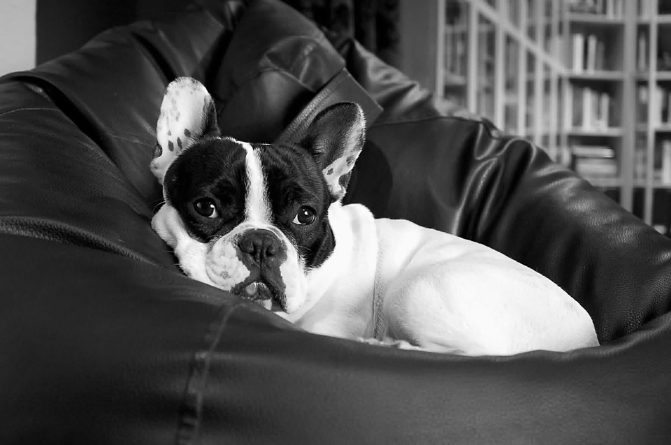 Pet animals bulldog