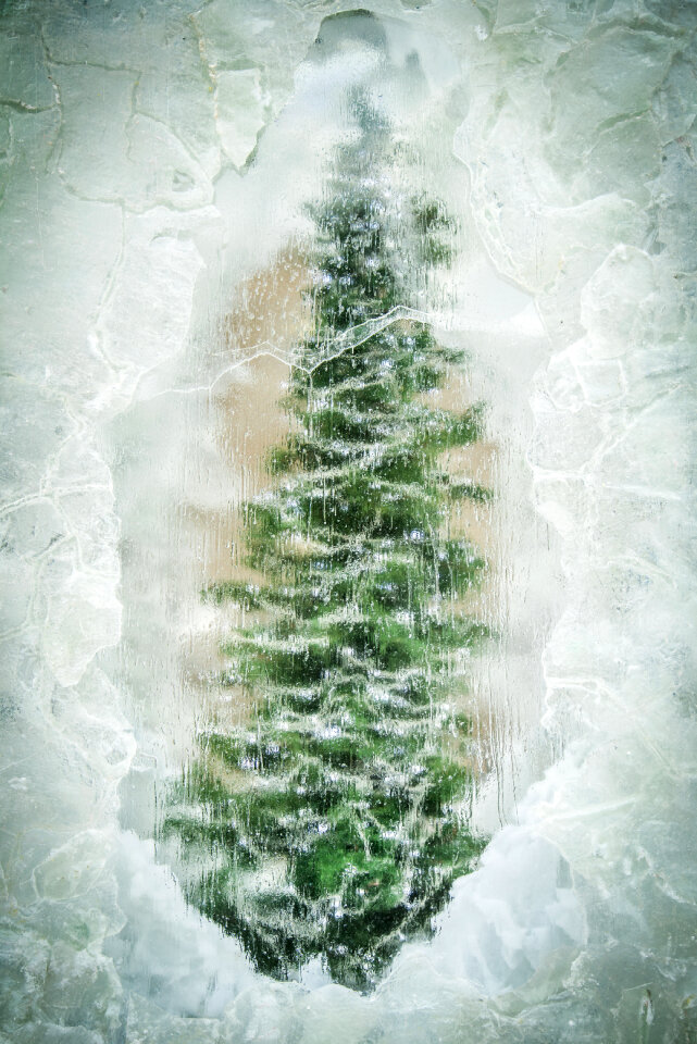 Frozen Christmas Tree