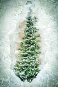 Frozen Christmas Tree photo