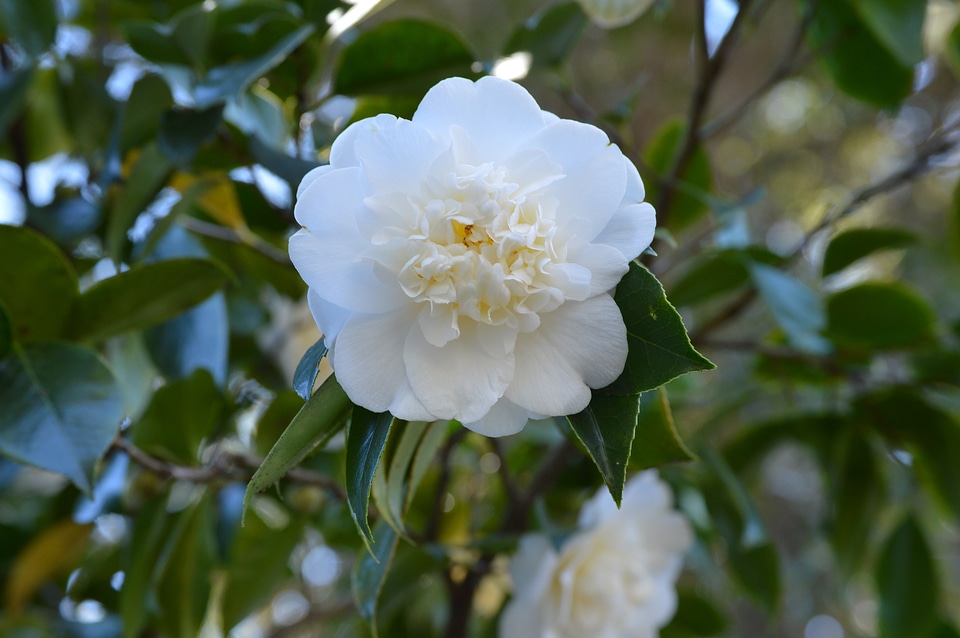 Blooming white romantic