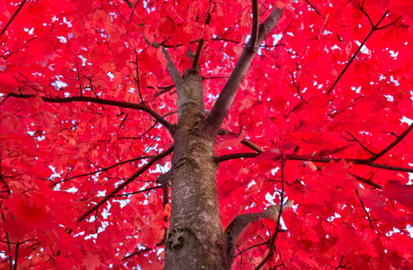 Red tree crown photo