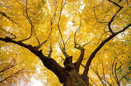 Yellow tree crown photo