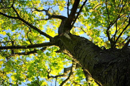 Green tree crown photo