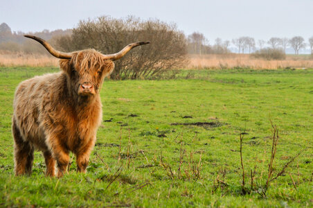 Scottish highland cattle photo