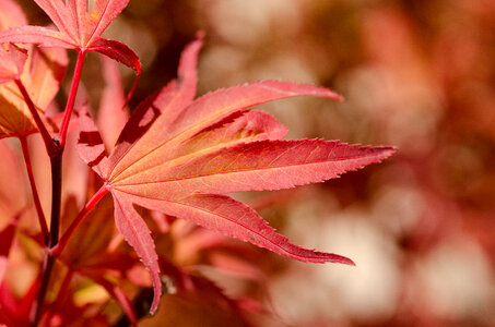 red leaf photo