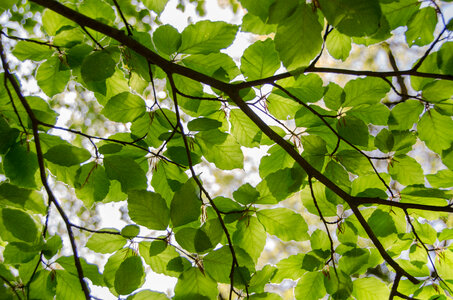 Green leafs photo