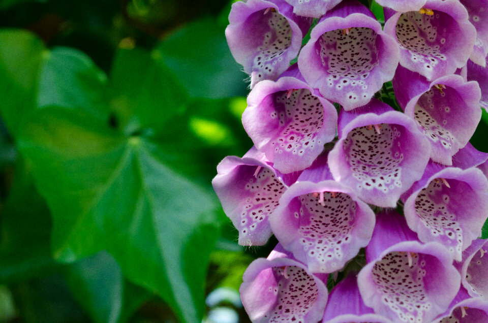 Purple flowers in the garden