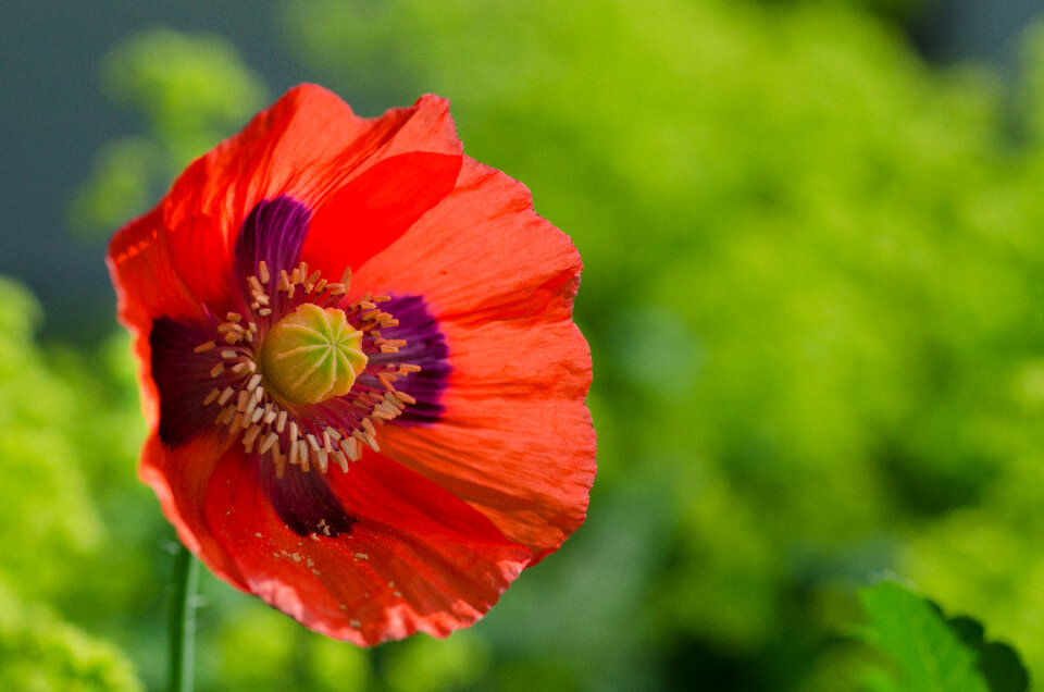 Poppy on green background