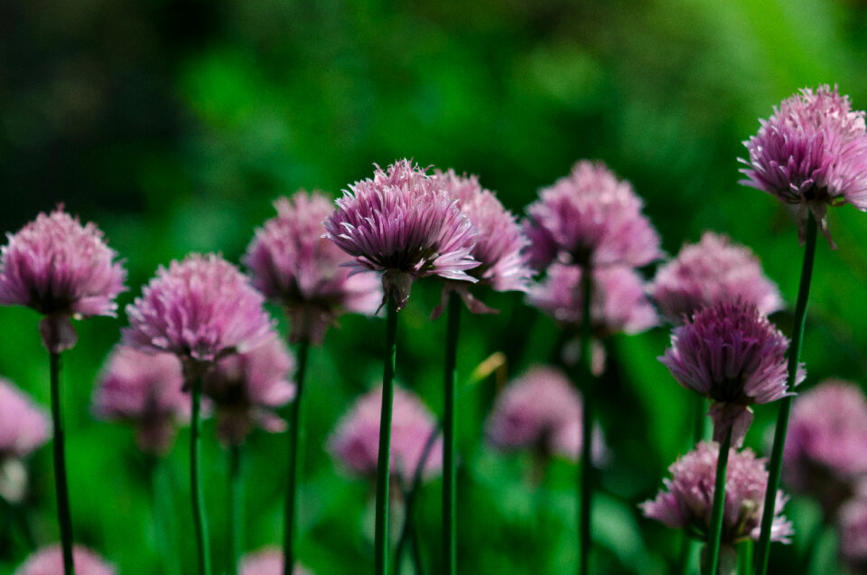 Chives photo