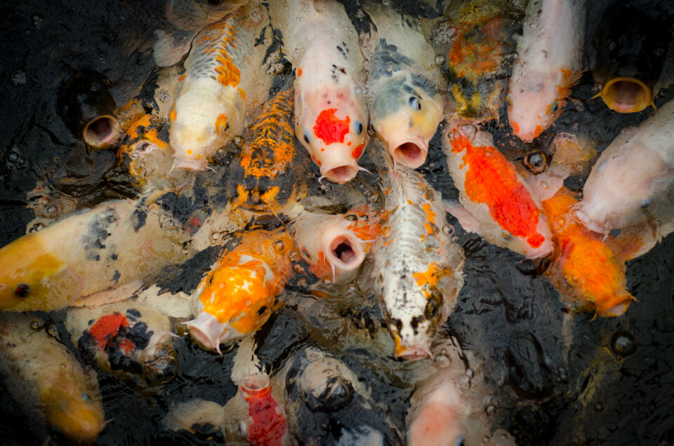 Hungry koi photo