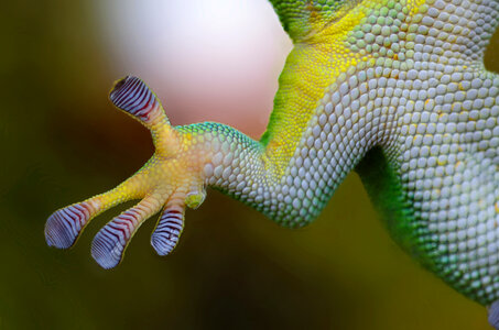Gecko paw photo
