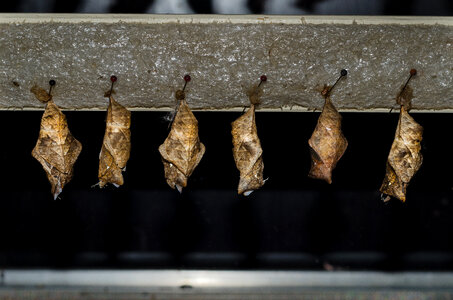 Hanging cocoons photo