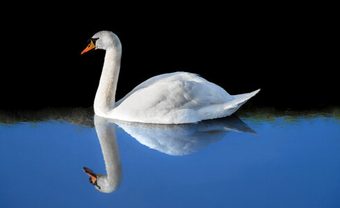 Swan reflection photo