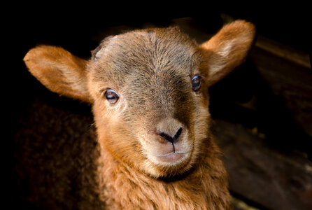 Little lamb photo