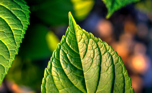 Leaf close up photo