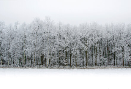 Winter forest photo